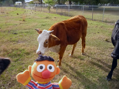 Ernie goes to FL