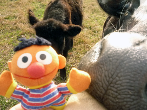 Ernie goes to FL