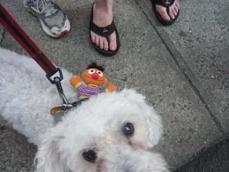 Ernie & GDog